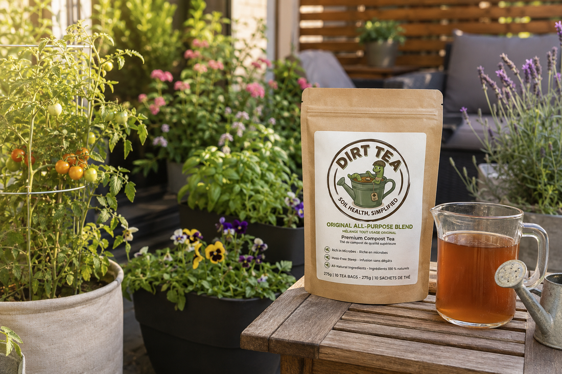 Compost tea being poured into a patio planter with herbs.
