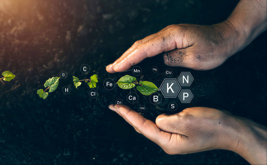 What Is Compost Tea? (And Why Your Plants Are Begging For It)