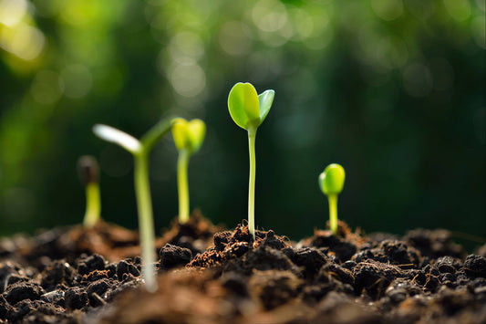 How to Prepare Your Garden Soil for Spring