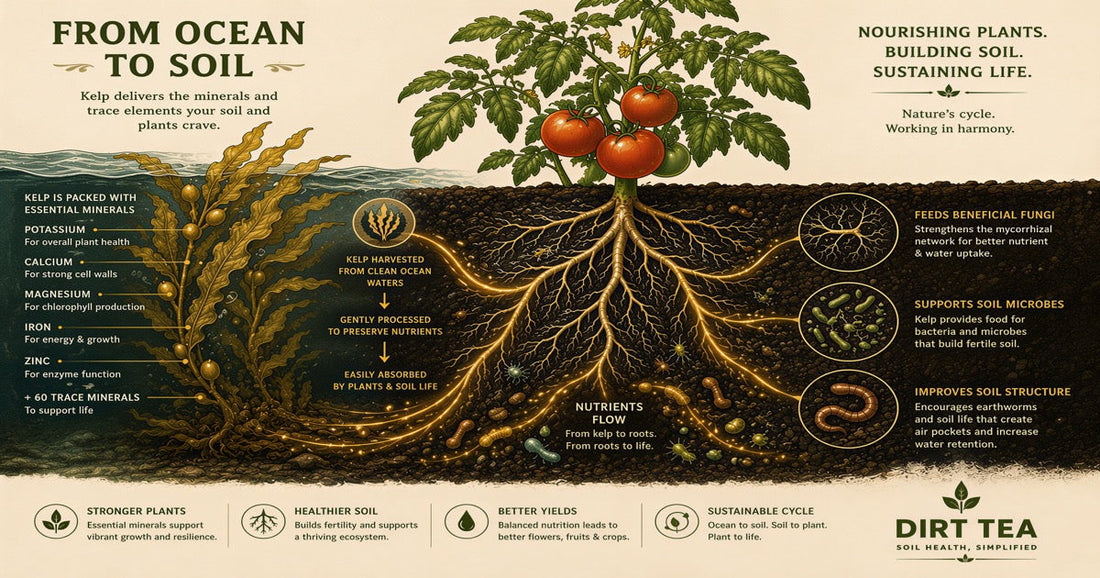 Kelp Meal for Garden Soil