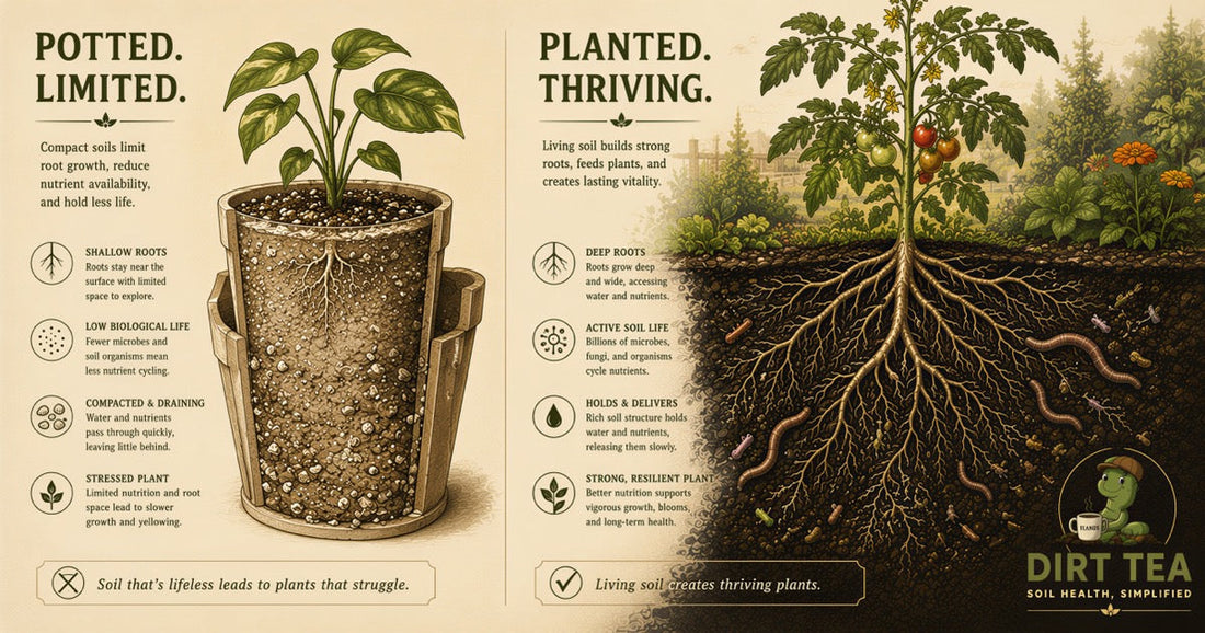 Indoor Plants vs Outdoor Soil
